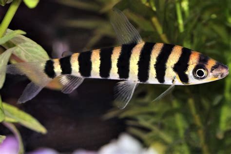 leporinus fish|Black banded leporinus Care: Size, Tan.